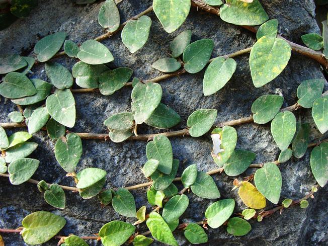 Ficus pumila var